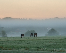 09 - Septembermorgon - Kerstin Ericsson Stämningsfull bild i fina färgnyanser. Det blev bra med udda antal hästar. Staketen bildar fina linjer i bilden. Harmonisk.