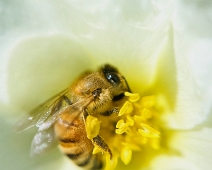 04 - Busy bee - Birgitta Häggström Att motivet är så gott som runt är en fördel. Gult i mitten som tunnas ut i vitt mot ytterkanterna är bra. Skärpan ligger där den ska. Bra helhetsintryck.