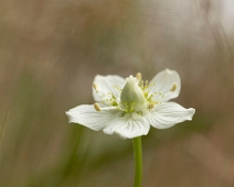 11 - Slåtterblomma_Monica Larsson